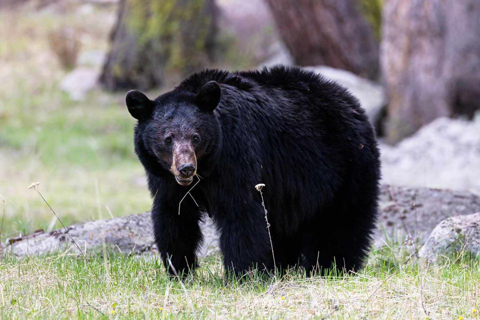 <p>Bryant Aardema/Getty</p> A stock image of a black bear