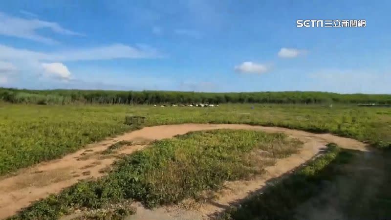 業者在澎湖的小赤崁飼養羊隻。