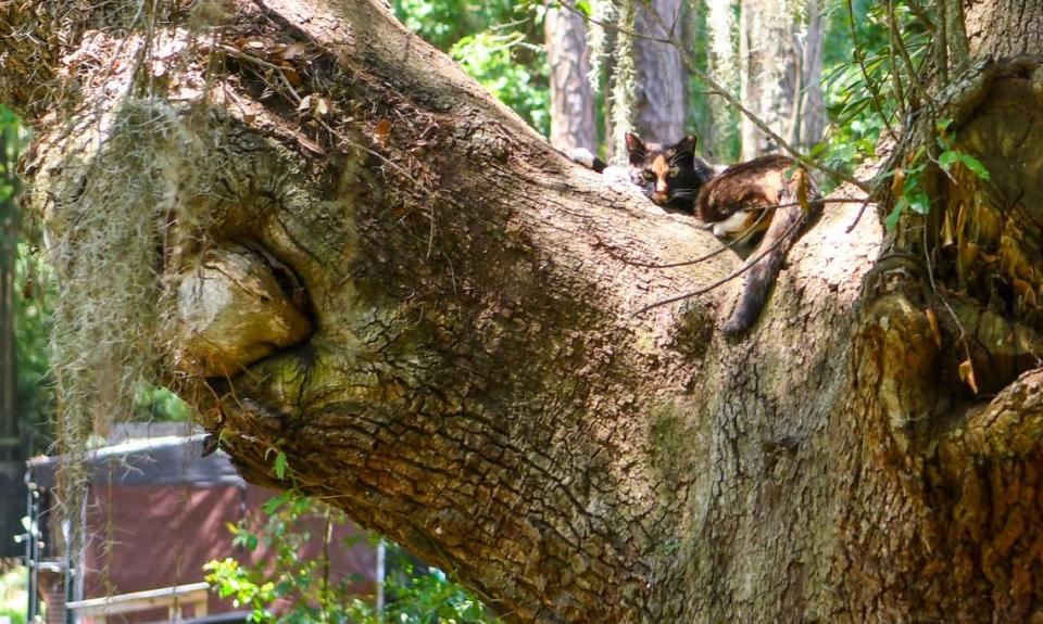 A cat rests on a limb of a live oak tree in the cat sanctuary on May 9, 2023 off Beach City Road on Hilton Head Island. Some residents of The Spa on Port Royal Sound are concerned about the cats encroaching on their property.