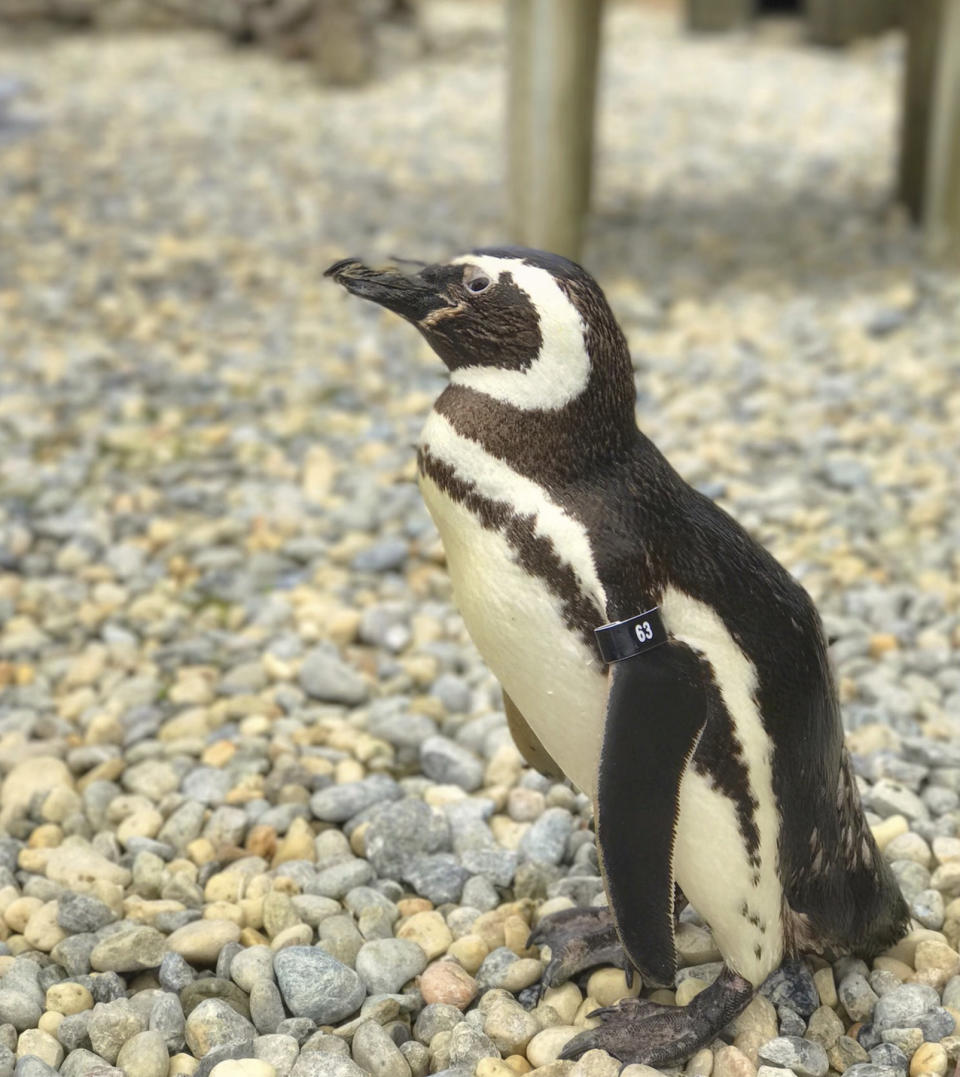 This undated photo released by the San Francisco Zoo & Gardens, shows, a male Magellanic penguin, called Captain EO, at the zoo in San Fransisco. The oldest Magellanic penguin at the San Francisco Zoo & Gardens — one of the oldest penguins living under human care anywhere in the world — died Wednesday, July 6, 2022, at the age of 40, the zoo reported. The species' average life expectancy is 20 to 30 years. (San Francisco Zoo & Garden via AP)