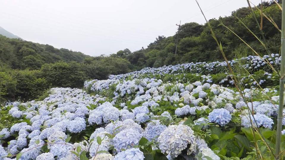 佈滿繡球花的景色，每年總吸引許多人上山拍照打卡。   圖：翻攝高家繡球花田官網