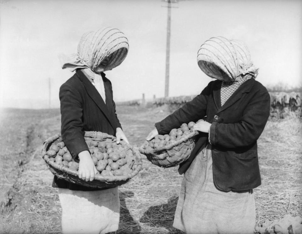 HeraldScotland: 26. března 1935: Farmáři sbírající brambory v Straiton nedaleko Edinburghu stále nosí staré