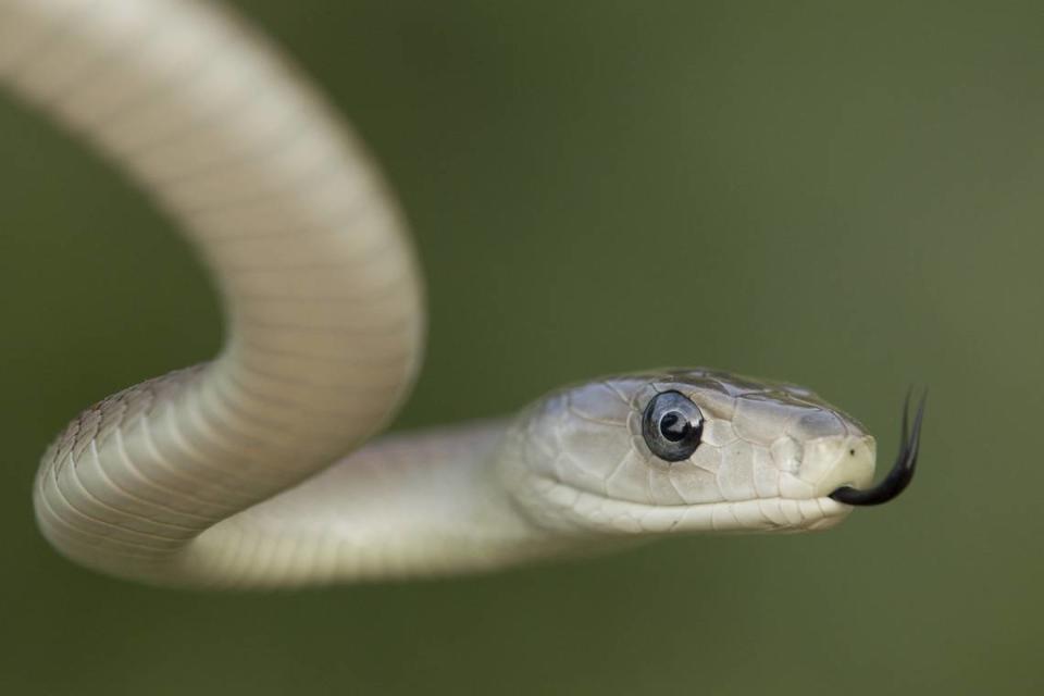 Imagen de archivo de una mamba negra. La mamba negra es una de las serpientes más mortíferas del mundo. StuPorts/Getty