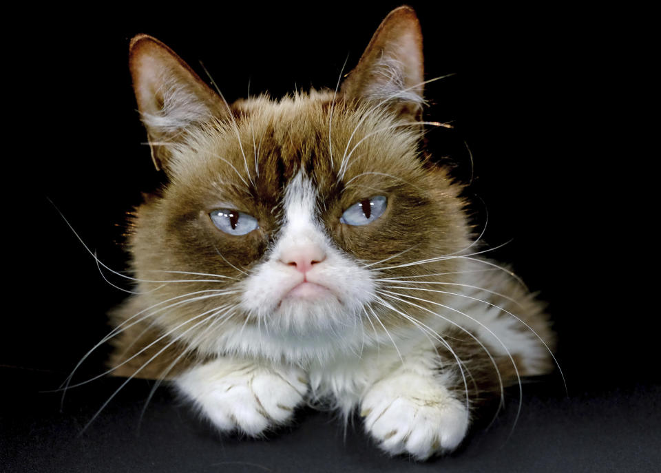 Social media celebrity Tardar Sauce, better known as Grumpy Cat, appears in Los Angeles on Dec. 1, 2015. The popular feline died on May 14 at age 7. (AP Photo/Richard Vogel, File)