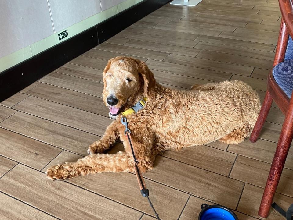 Goldenpoodle inside a ferry with a bowl of food.