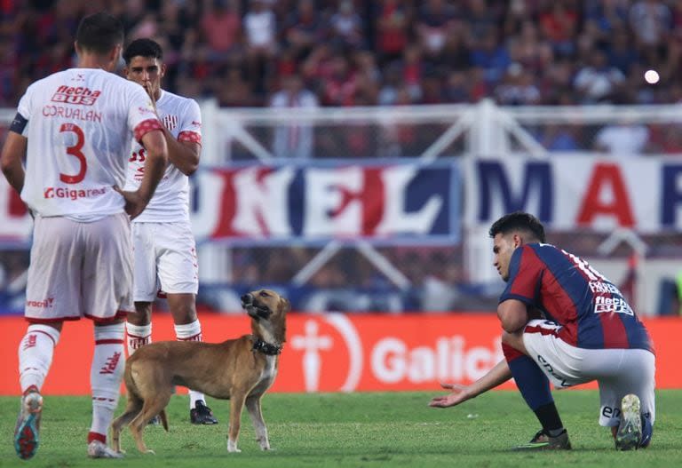 Ferreira trata de atraerlo y dos jugadores de Unión contemplan al perro que nadie podía atrapar