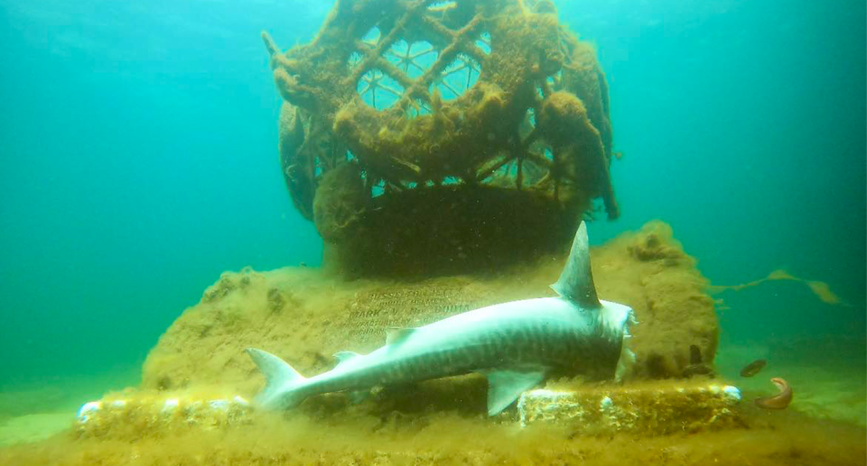 An image of the decapitated shark on a monument underwater. 