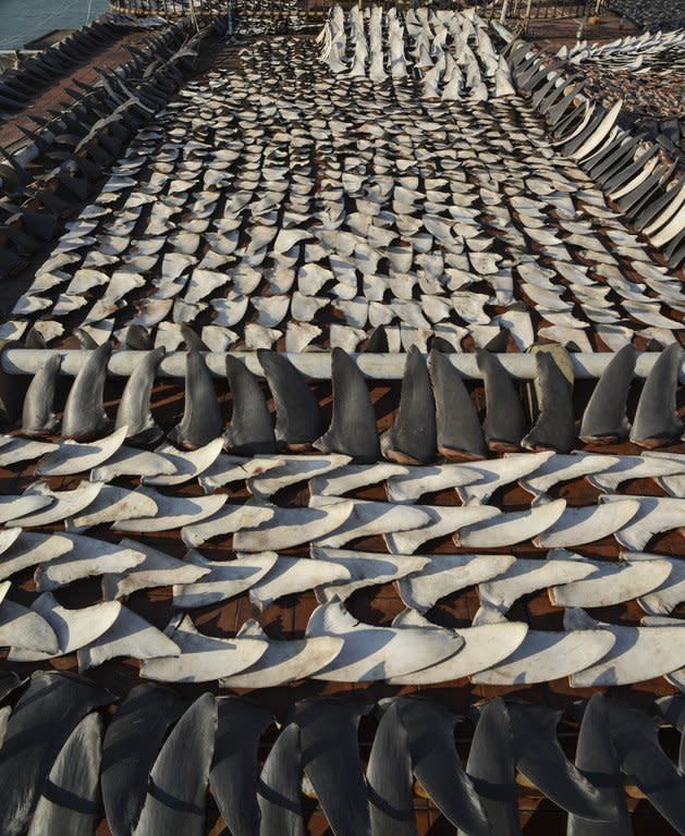 This photo taken on January 2, 2013 shows shark fins drying in the sun covering the roof of a factory building in Hong Kong. Local conservationists expressed outrage after images emerged, calling for curbs on the 'barbaric' trade