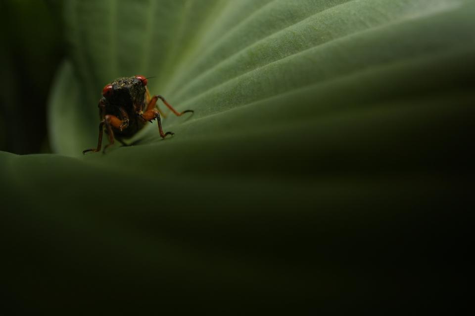 A periodical cicada is visible on a leaf Friday, May 10, 2024, in Cincinnati. (AP Photo/Carolyn Kaster)