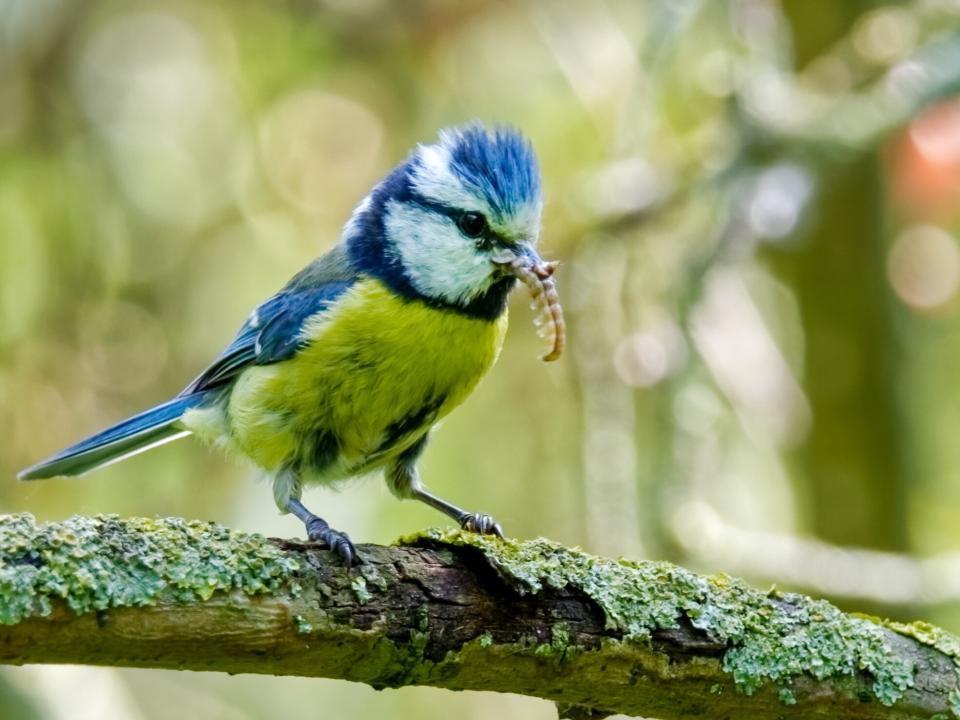 Mésange bleue avec un insecte dans le bec sur une branche d’arbre