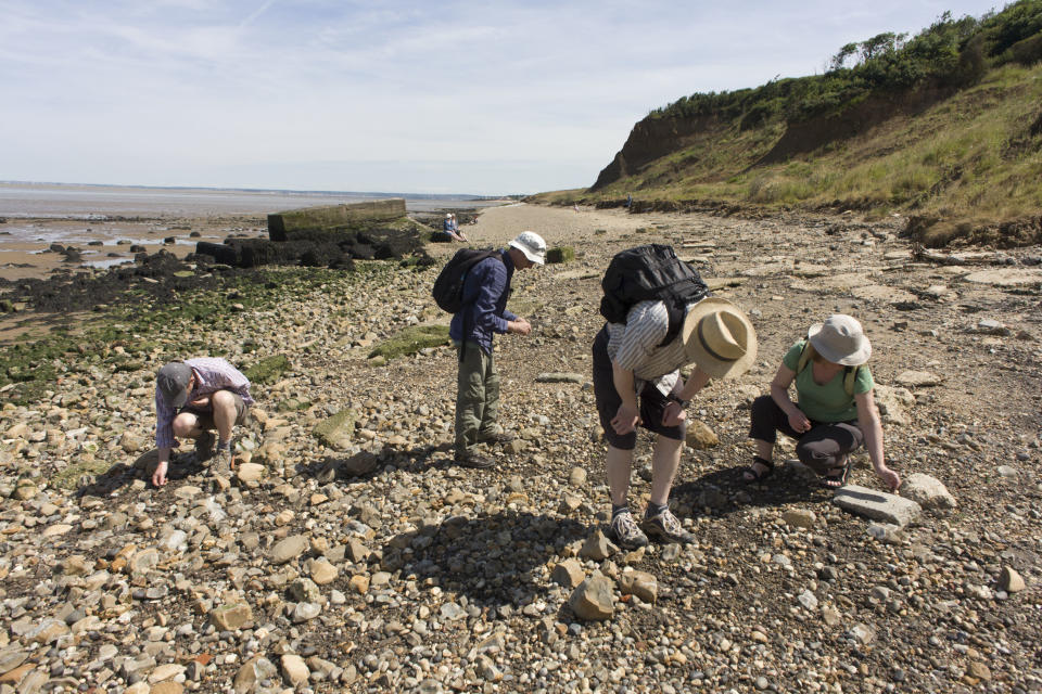 Fossil hunters looking among Eocene rocks on the Isle of Sheppey (Getty Images)