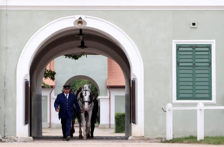 An employee of The National Stud Kladruby nad Labem leads horses at a farm in the town of Kladruby nad Labem