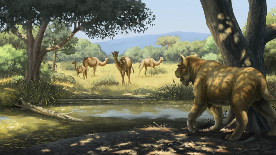 Illustration of a saber-toothed cat stalking camels.