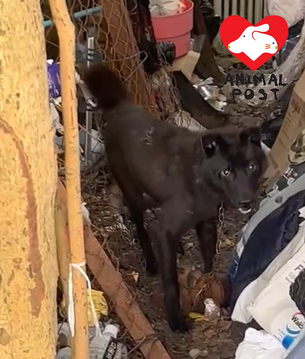 義工昨日發現一個滿布垃圾場地有7隻狗，當中這隻狗狗頸上被綁啞鈴。
