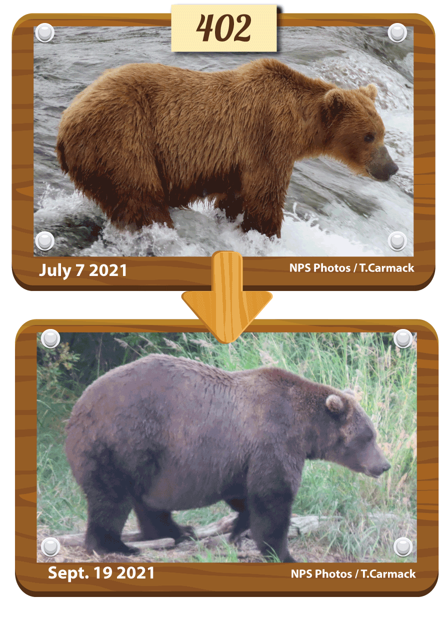 棕熊402是體型最大的成年母熊之一，生過至少7胎，今年增胖狀態良好，預計冬天可能再次孕育出熊寶寶。