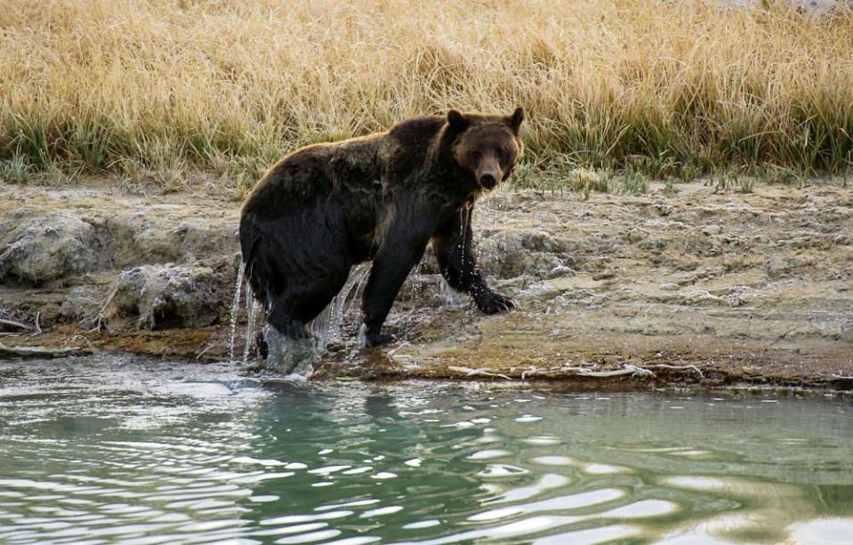 A grizzly bear exits Pelican creek at Yellowstone national park in Wyoming.
