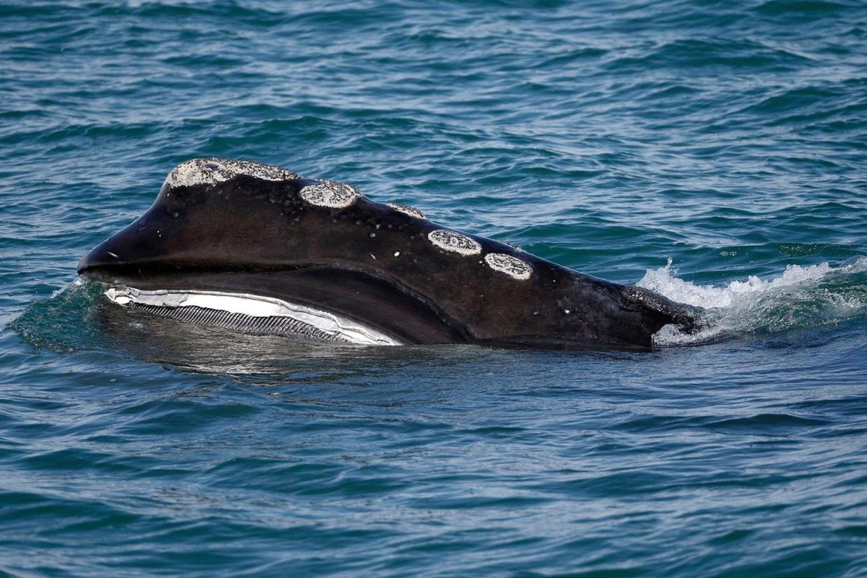 North Atlantic right whale