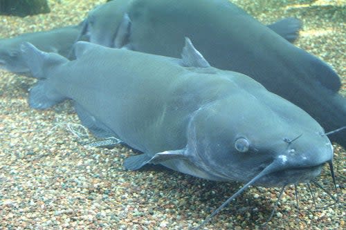 photo of channel catfish