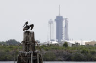 A pelican pauses on a barrier in front of the SpaceX Falcon 9, where NASA astronauts Doug Hurley and Bob Behnken in the Dragon crew capsule, will lift off from Pad 39-A at the Kennedy Space Center in Cape Canaveral, Fla., Wednesday, May 27, 2020. For the first time in nearly a decade, astronauts will takeoff towards orbit aboard an American rocket from American soil, a first for a private company. (AP Photo/Chris O'Meara)