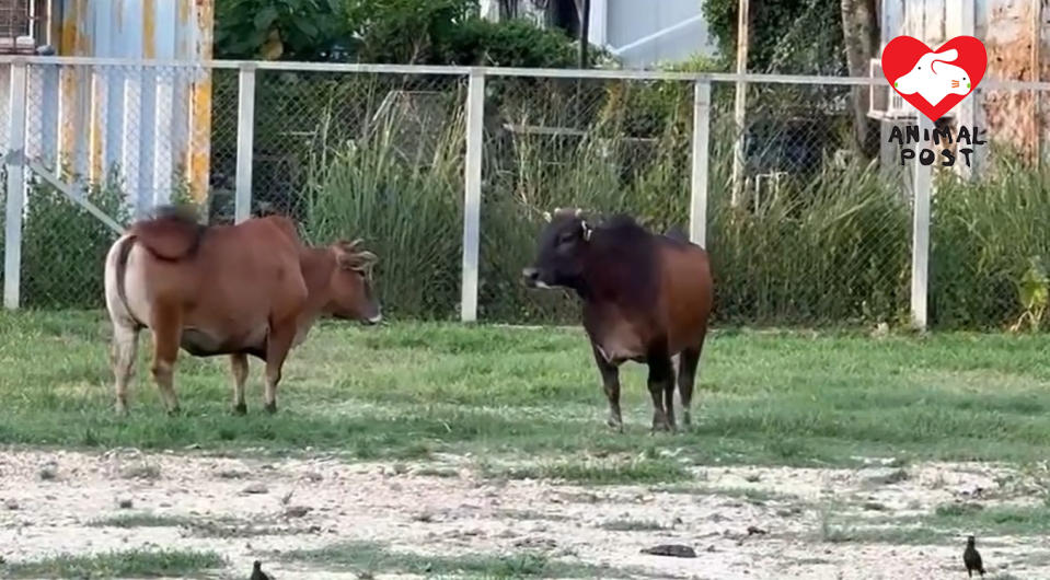 Aunt Six (left) and Roland (right) met at the Agriculture, Fisheries and Conservation Department farm.