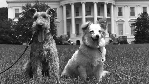In 1961, during the Cold War, Charlie, the Welsh terrier of the Kennedy family, and Pushinka, a gift from Soviet Premier Nikita Khrushchev, became an item.  / Credit: Alamy