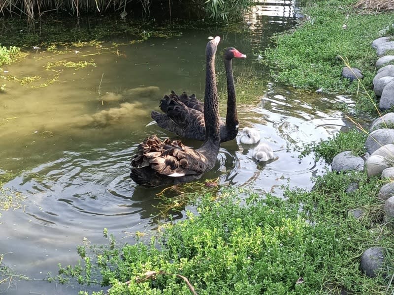 台中市秋紅谷公園黑天鵝家族11月喜迎6隻寶寶，其中4隻黑天鵝寶寶疑遭池中肉食性魚類攻擊失蹤，另2隻在出生後1週受傷夭折，黑天鵝寶寶悠遊水中的畫面已成過去。（台中市政府提供）中央社記者郝雪卿傳真  112年12月2日