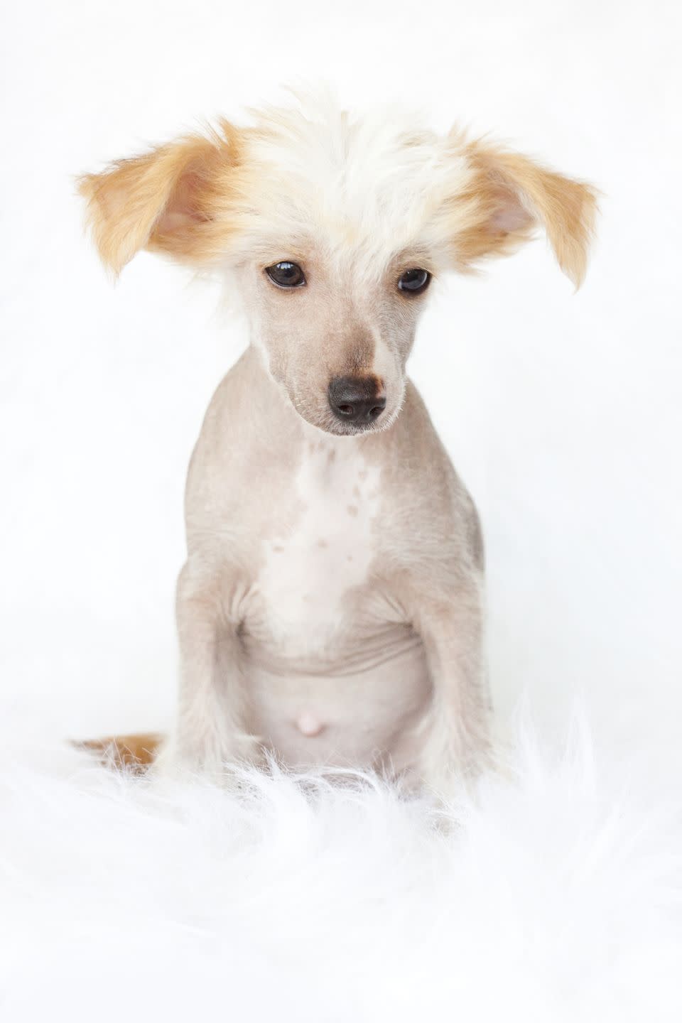 Chinese Crested