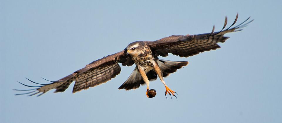 Everglade snail kite.