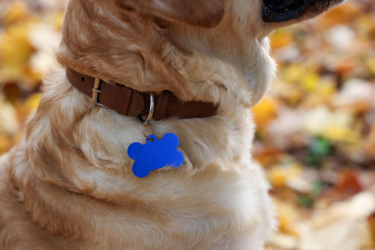 Dog in collar with metal tag outdoors, closeup