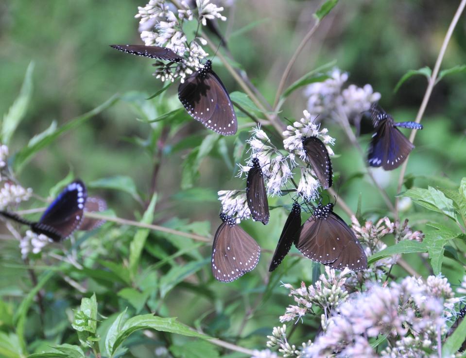 「高士佛澤蘭」能夠一次吸引到數量最多的蝴蝶前來採蜜。（圖片提供／范義彬）