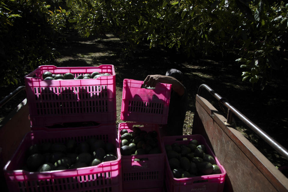 A worker harvests avocados at an orchard in Zacan, Michoacan state, Mexico, Friday, Feb. 9, 2024. A lack of rain and warmer temperatures has resulted in fewer avocados being shipped from Mexico to the United States. (AP Photo/Armando Solis)