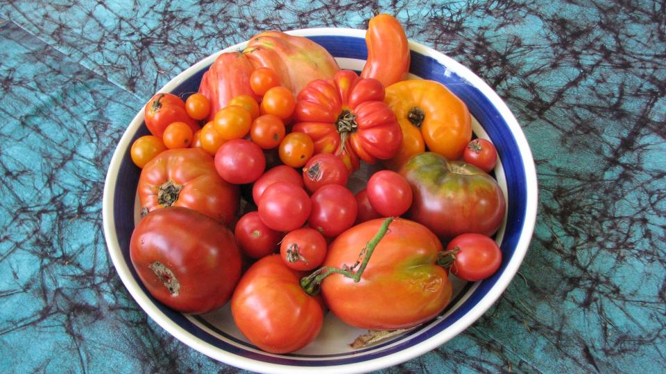 A selection of Homeyer's homegrown tomatoes.