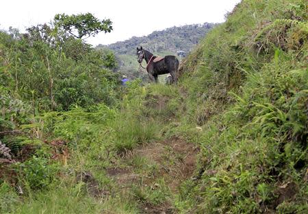 A farmer leads his horse at Marquetalia in the department of Tolima May 2, 2014. REUTERS/Jaime Saldarriaga