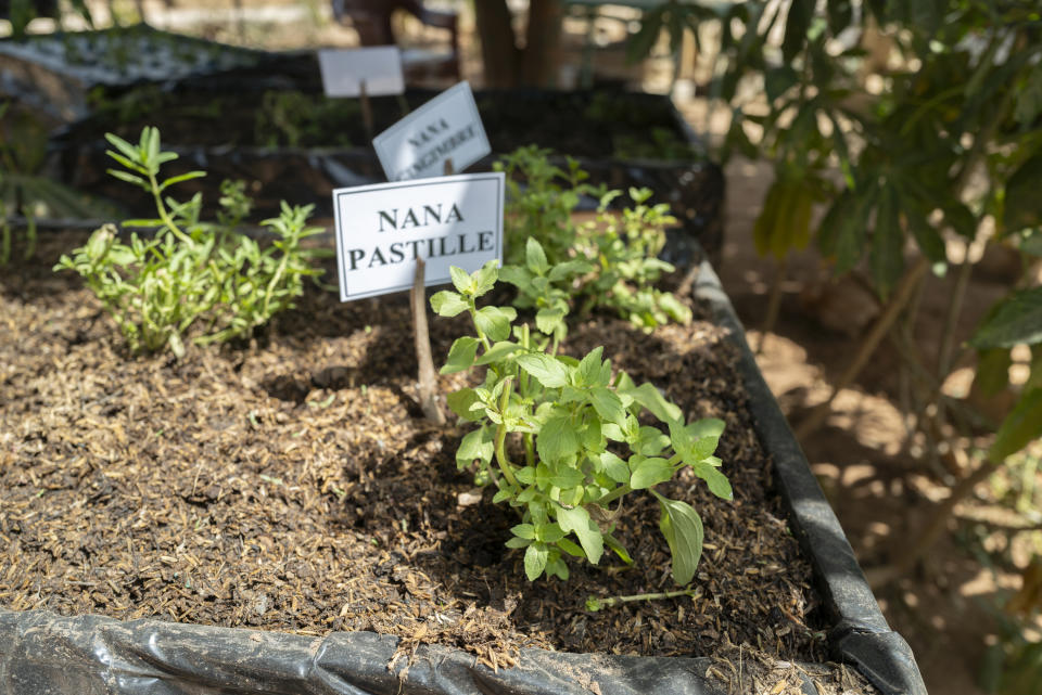 Plants grow at Mariama Sonko's agro-ecological training center in the Casamance village of Niaguis, Senegal, Wednesday, March 7, 2024. This quiet village in Senegal is the headquarters of a 115,000-strong rural women's rights movement in West Africa, We Are the Solution. Sonko, its president, is training female farmers from cultures where women are often excluded from ownership of the land they work so closely. (AP Photo/Sylvain Cherkaoui)