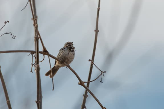 The song sparrow, seen here at the Bronx Zoo, is a harbinger of spring that lives up to its name.