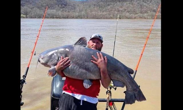 Anglers land 95-pound catfish to keep 'amazing' streak alive