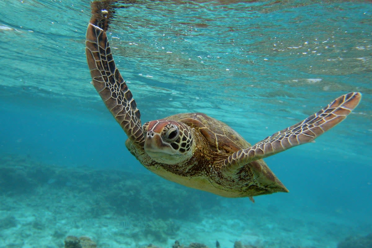 The theme of this year’s United Nations World Oceans Day is ‘Planet Ocean: Tides are Changing’ (Getty Images)