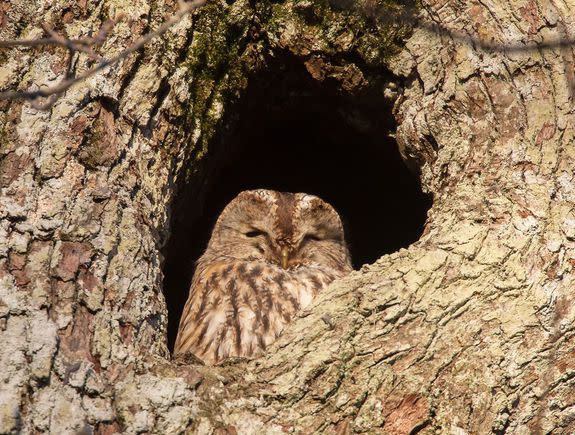 Celebrating the Superb owl