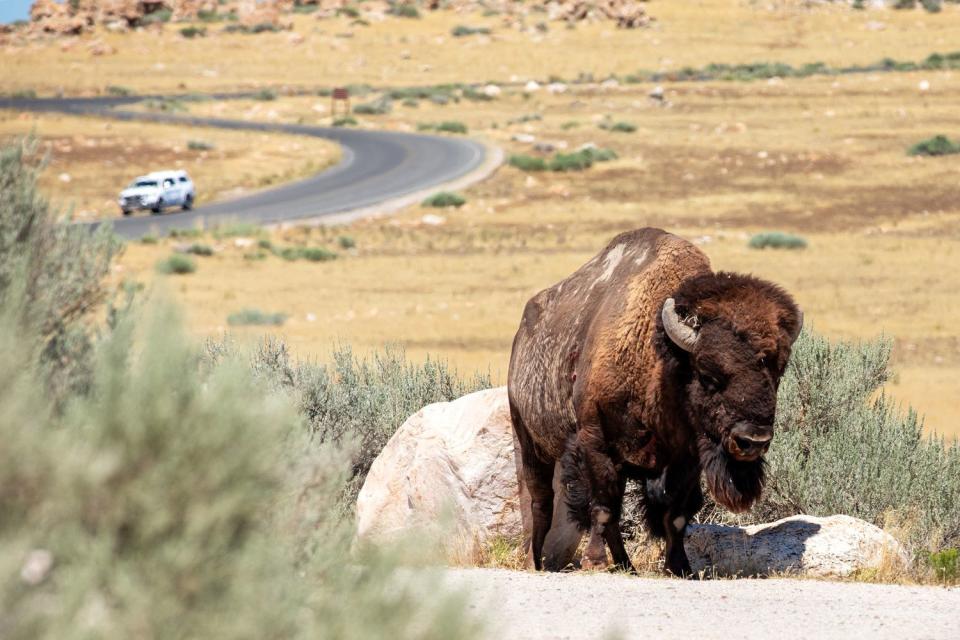 A bison wanders around near a road at Antelope Island State Park on Aug. 12, 2023. The park was one of Utah's most-visited parks again in 2023. 