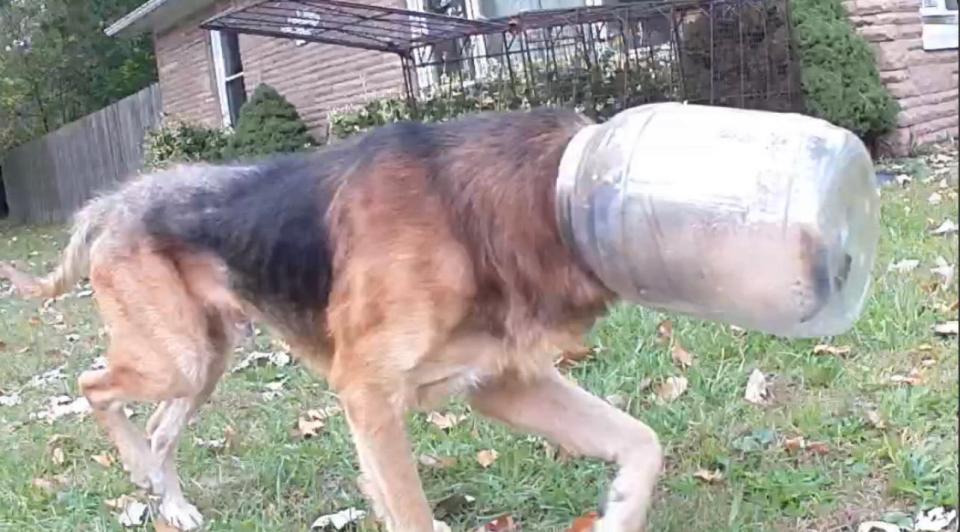 Animal trapper Kim Canales captured this photo of a stray dog running with a plastic cheese ball container on his head. Once rescued, he was named "Cheeto."