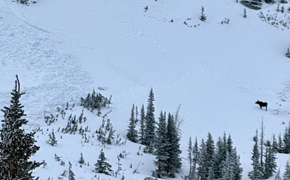 This cropped cellphone photo shows a moose, seen in the lower right corner of the photo, near an avalanche it is believed it triggered on Diamond Peaks at Cameron Pass in western Larimer County on Jan. 20, 2024.