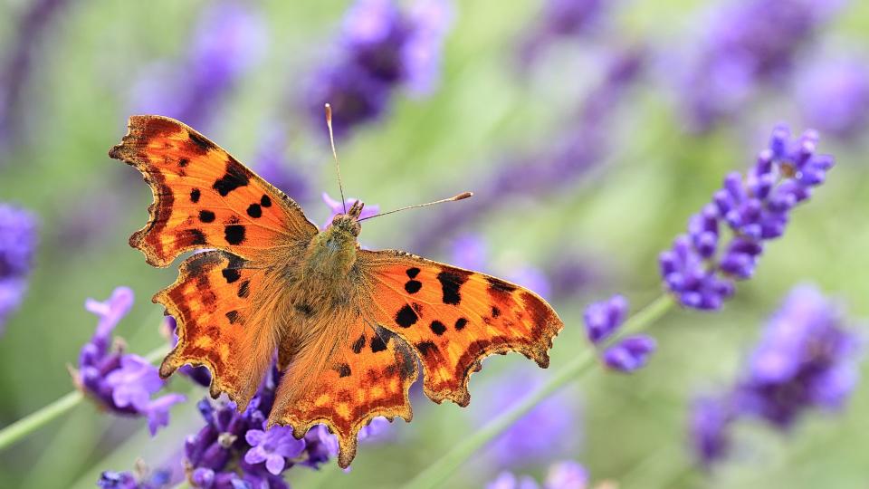 Orange butterfly on lavender