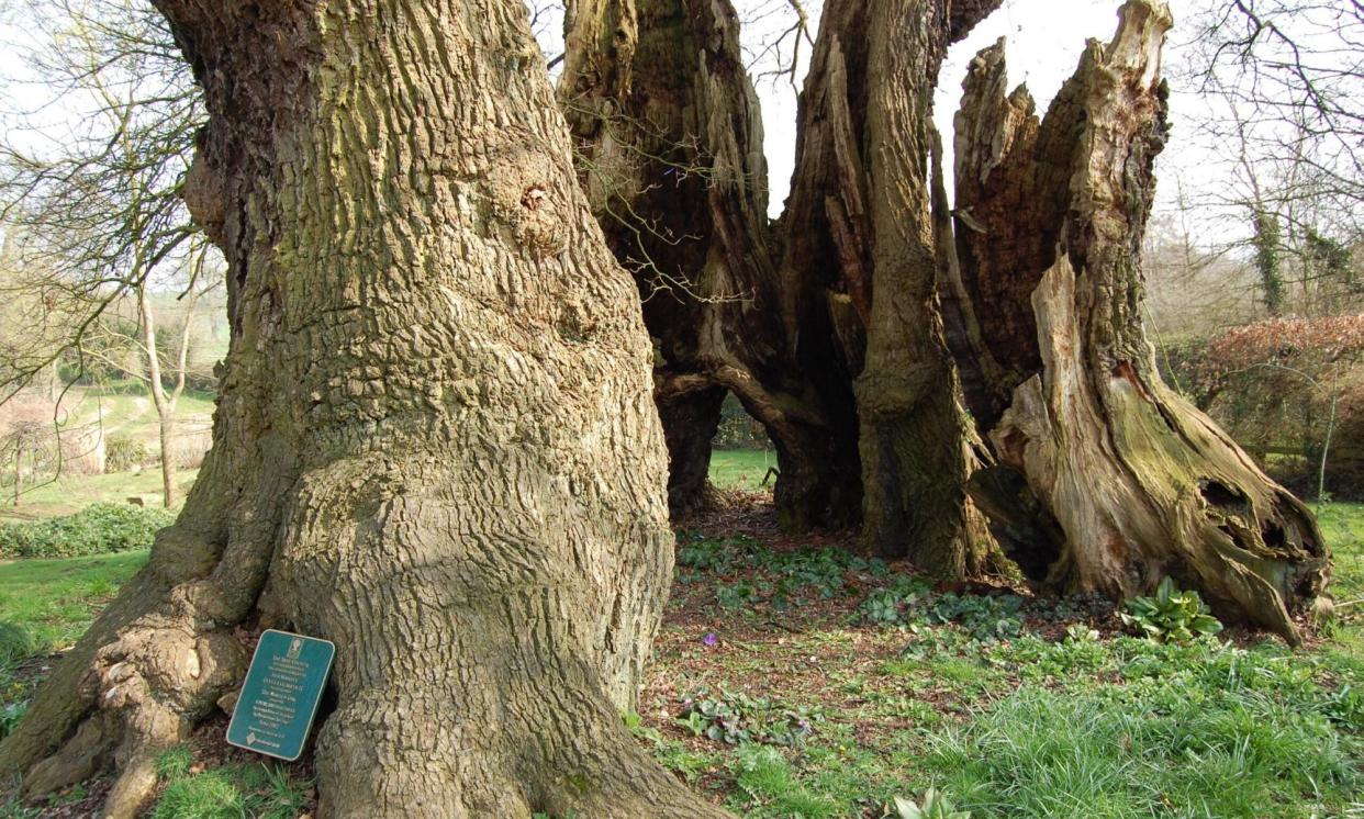 <span>The Marton oak in Cheshire is thought to be the widest oak tree in the UK – and 1,200 years old.</span><span>Photograph: Rob McBride/Woodland Trust</span>