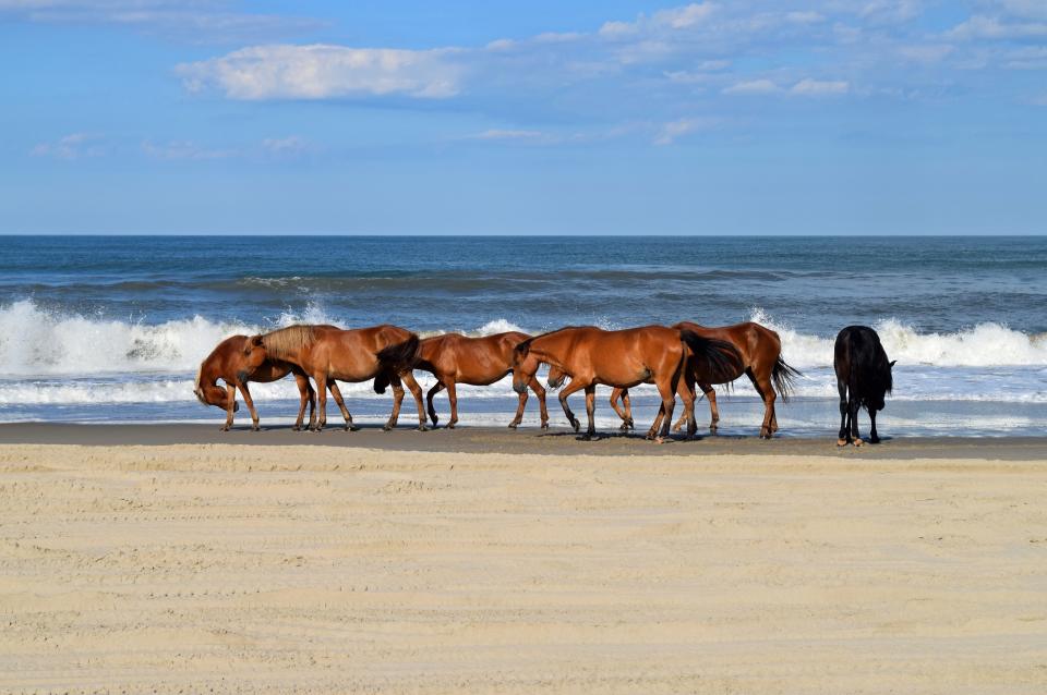 Corolla Beach