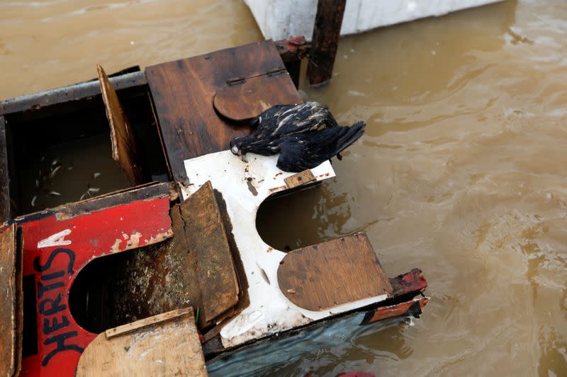 A dead pigeon is pictured on a floating debris at a flood-affected area after heavy rains in Jakart