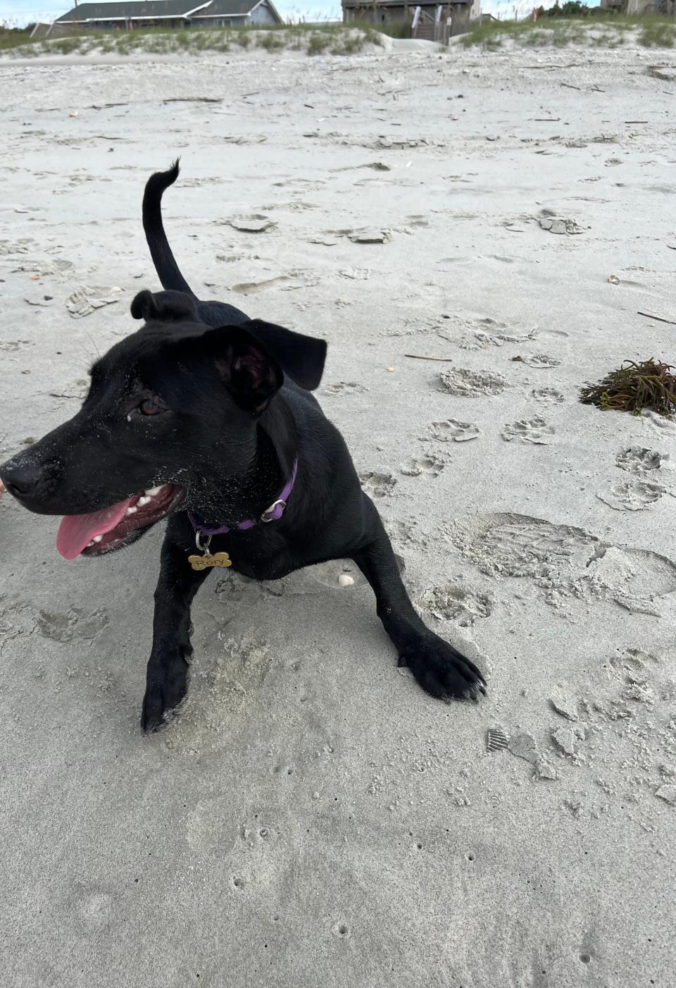 A black dog runs around on a beach.