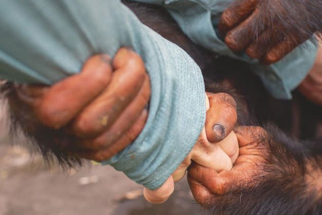 <p>« Dans sa cage, il m’agrippe avec ses mains et ne me lâche plus : il m’a adoptée, je suis son repère maternel. »</p>