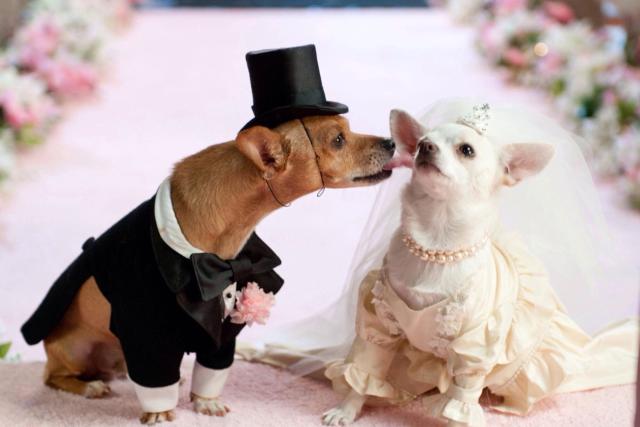 Dozens of Canine Couples Set to Gather in Bid to Break the Largest Dog  Wedding World Record
