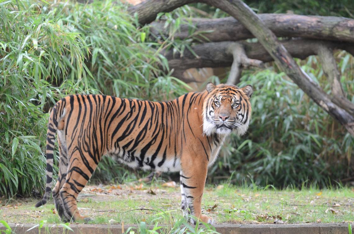 Amur tigers, also known as Siberian tigers, are a critically endangered subspecies that live primarily in the Russian Far East. Photo from Frank Kohn via the USFWS