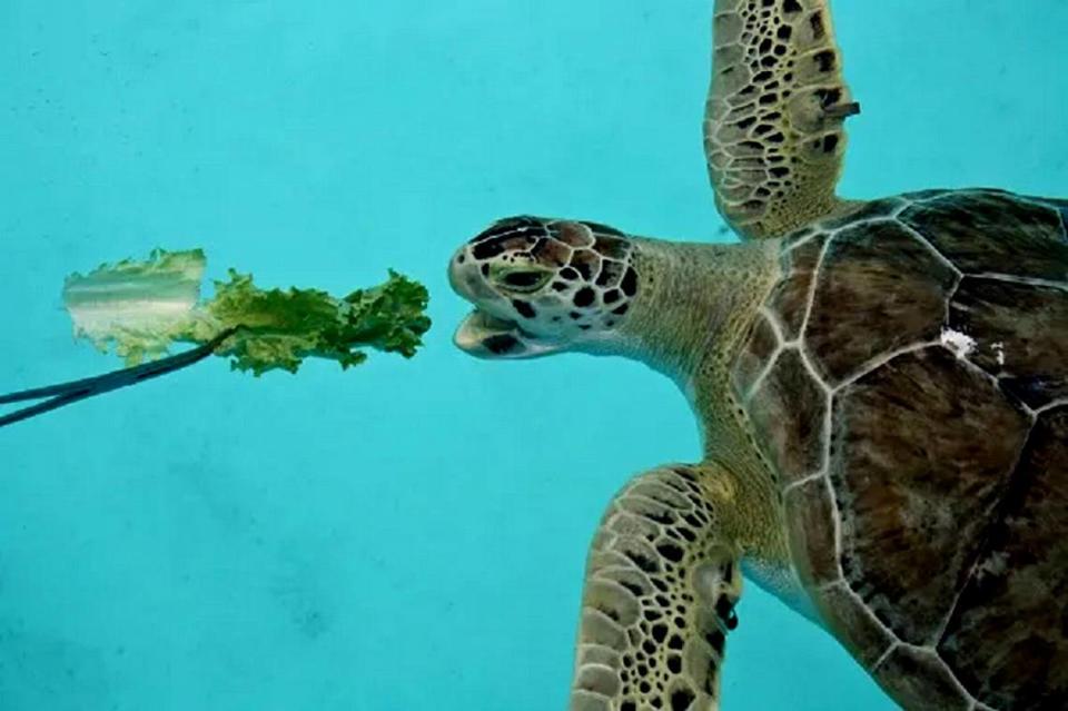 El Centro de Educación Ambiental Marina, North Beach Park ofrece entrada gratis para ver tortugas marinas rescatadas.